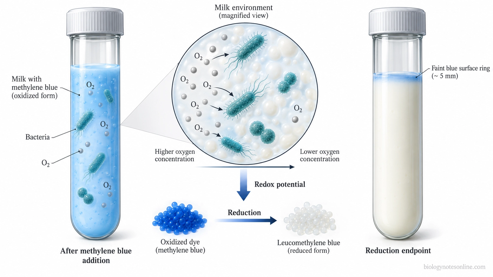 Diagram of bacterial oxygen consumption in milk, reduced redox potential and conversion of blue methylene blue to colourless leucomethylene blue.