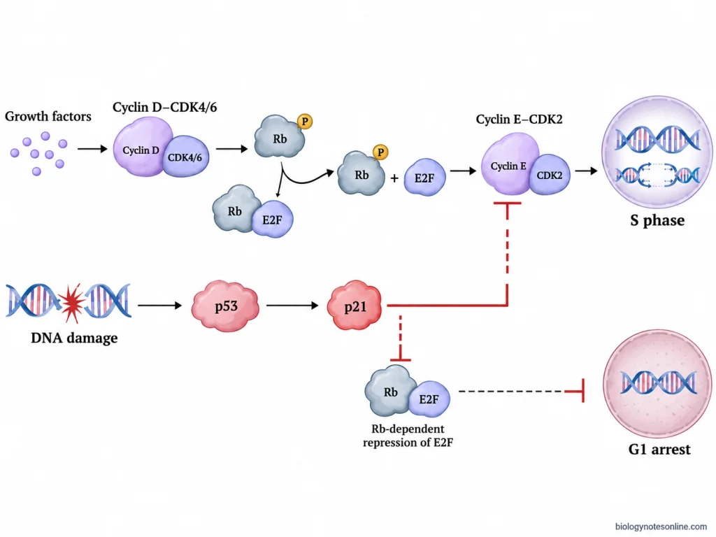 G1 checkpoint pathway showing growth-factor activation of cyclin–CDK and E2F signaling, alongside p53–p21 inhibition after DNA damage.
