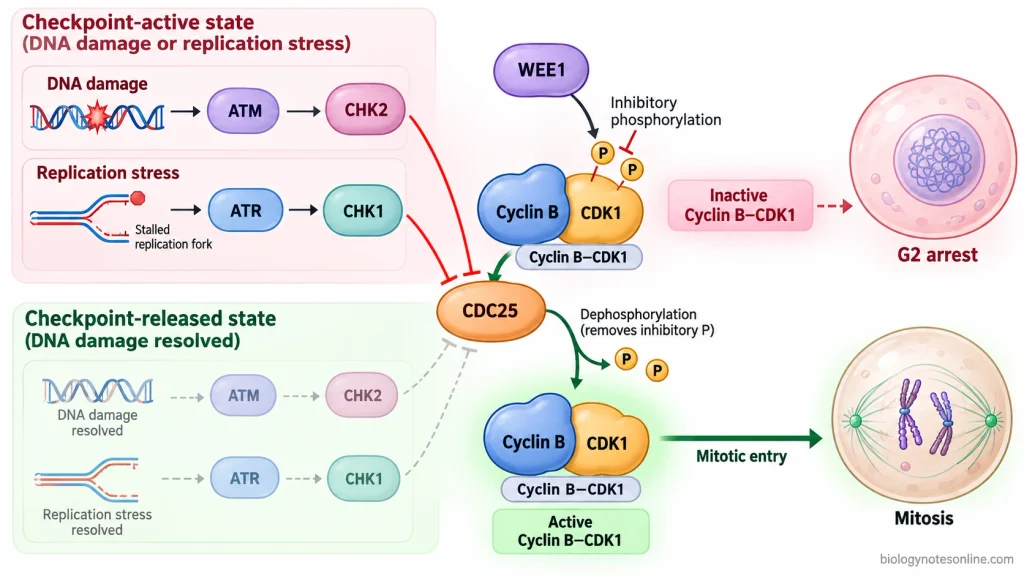 G2/M checkpoint signaling showing ATM–CHK2 and ATR–CHK1 pathways inhibiting CDC25, with WEE1 and CDC25 regulating cyclin B–CDK1.