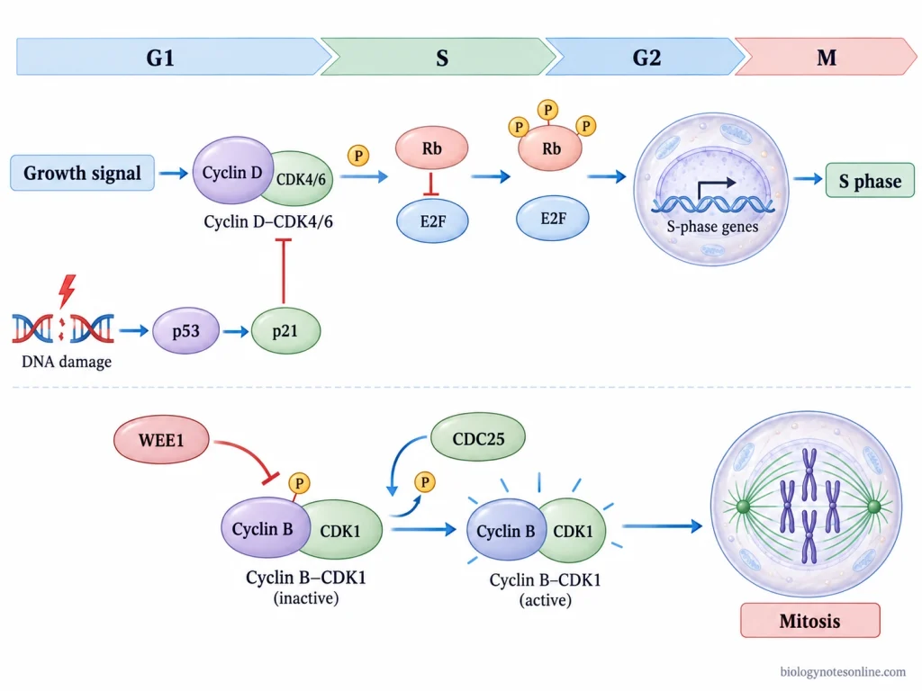 Molecular pathway diagram showing Cyclin D–CDK4/6 regulation of Rb and E2F, p53-p21 inhibition, and WEE1 and CDC25 control of Cyclin B–CDK1.