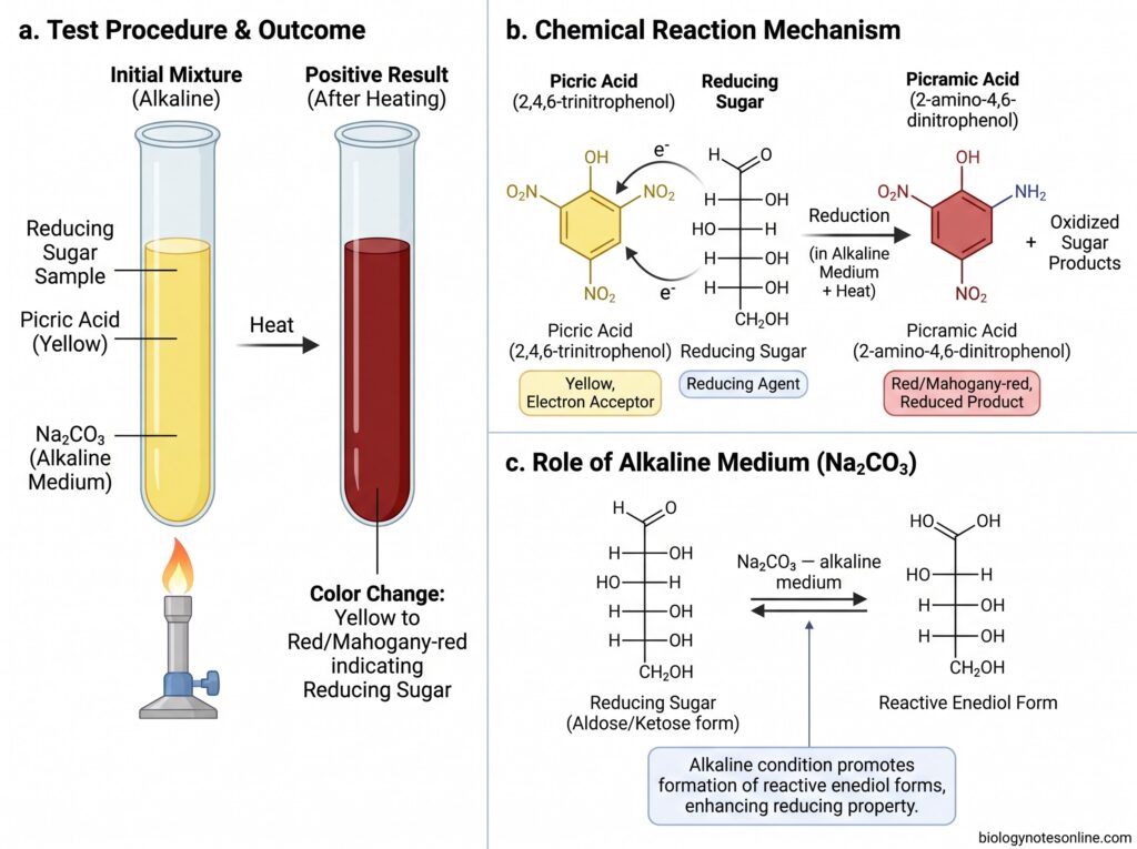 Diagram showing Principle of Picric Acid Test