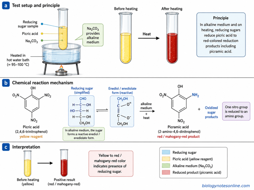 Diagram showing Reaction of Picric Acid Test