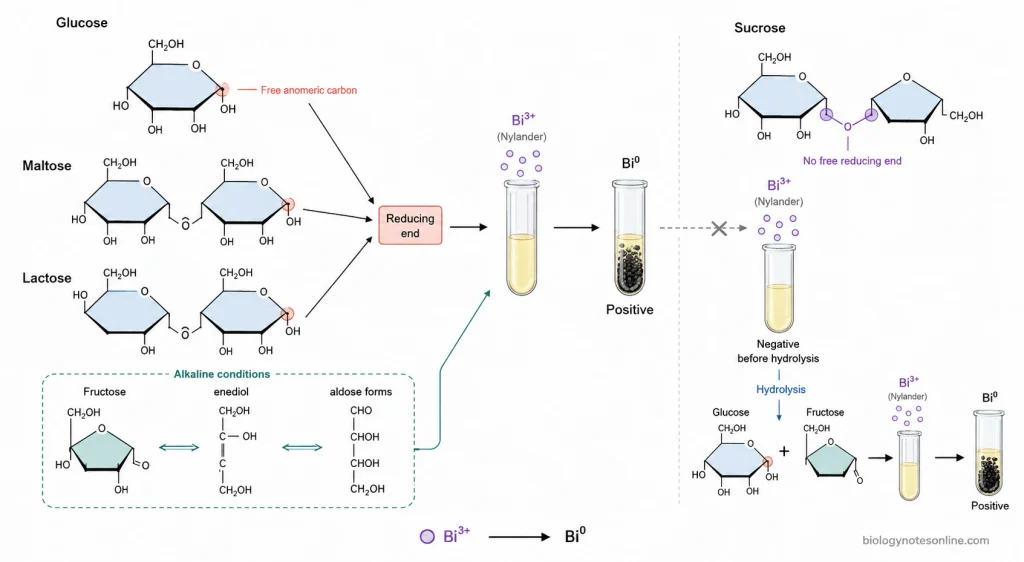 Comparison showing free reducing ends in glucose, maltose, and lactose, alkaline reducing behavior of fructose, and absence of a free reducing end in sucrose.