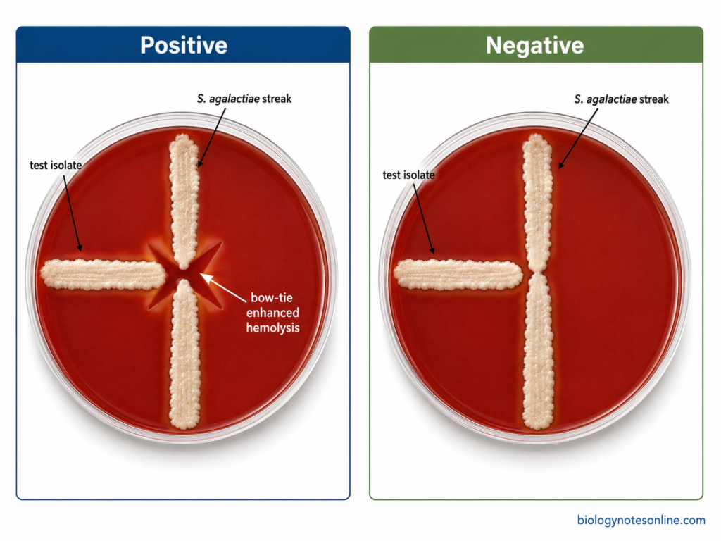 Positive and negative reverse CAMP test showing bow-tie enhanced hemolysis