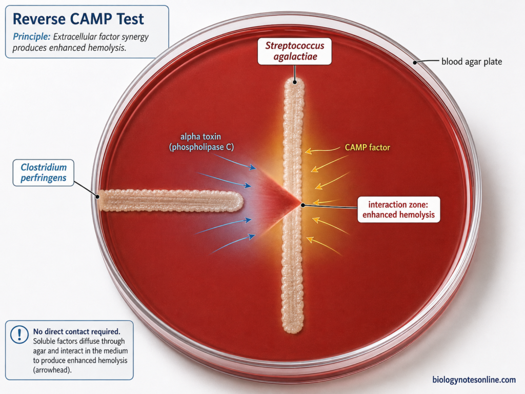 Reverse CAMP test principle showing Clostridium perfringens and Streptococcus agalactiae producing enhanced hemolysis on blood agar