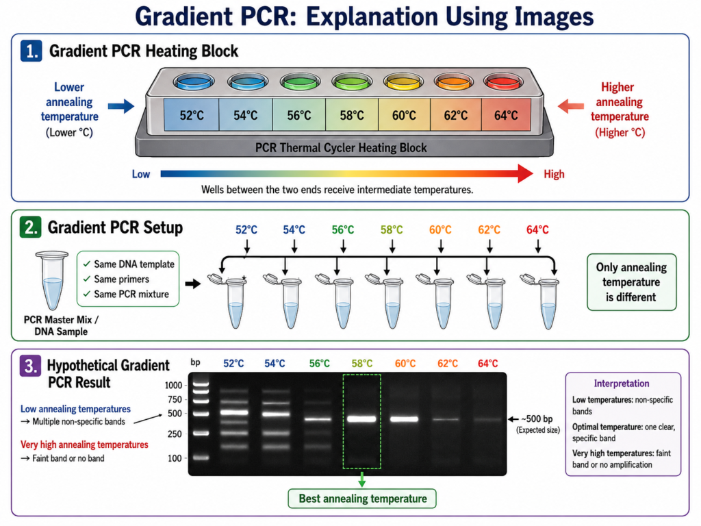 Gradient PCR - Principle, Procedure, Uses 7 Explanation of Gradient PCR Using Images