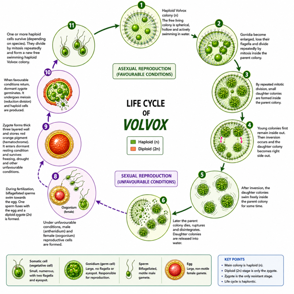 Life Cycle of Volvox