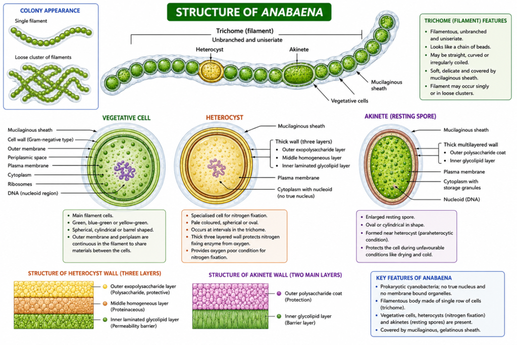 Structure of Anabaena