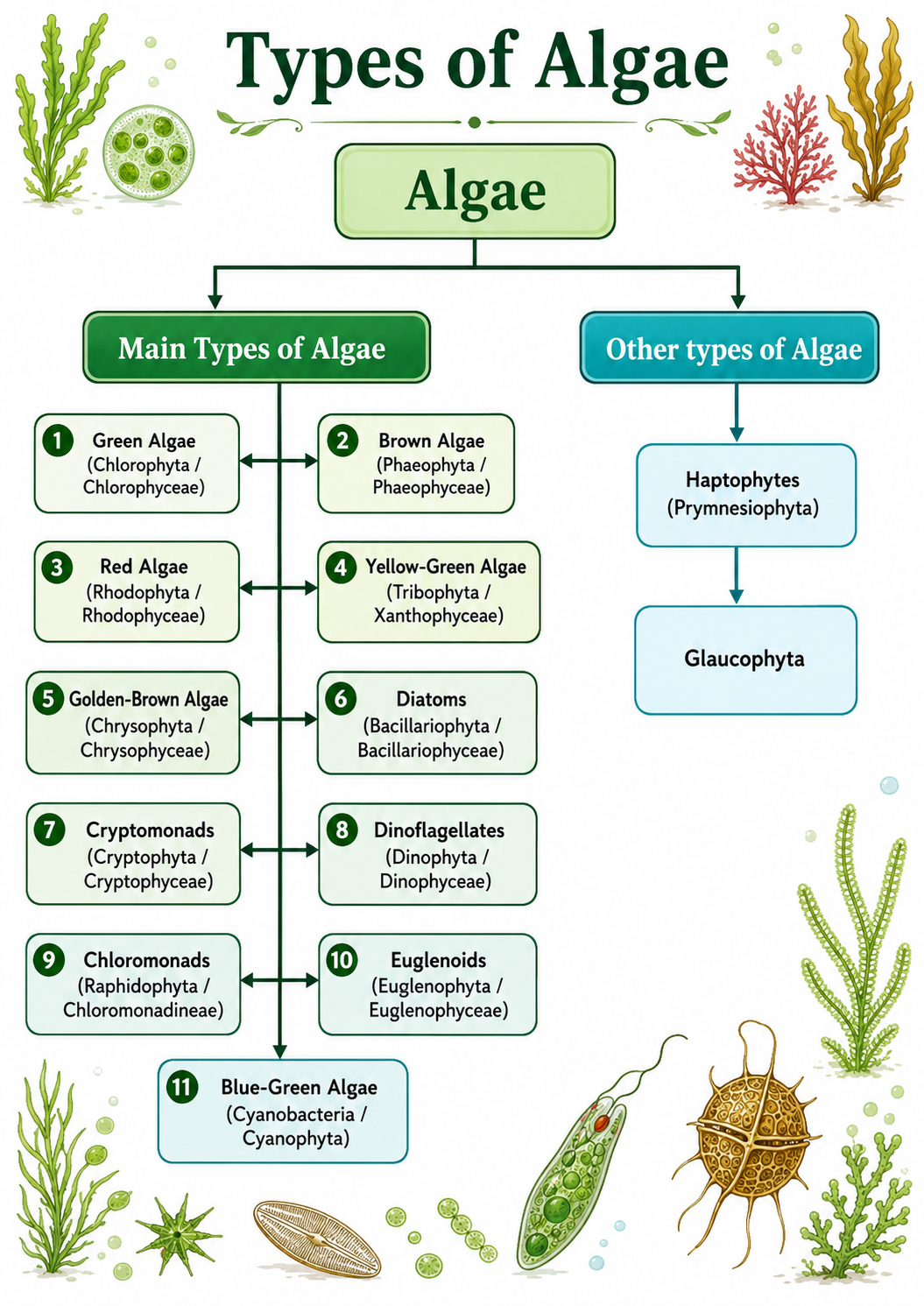 Types of Algae