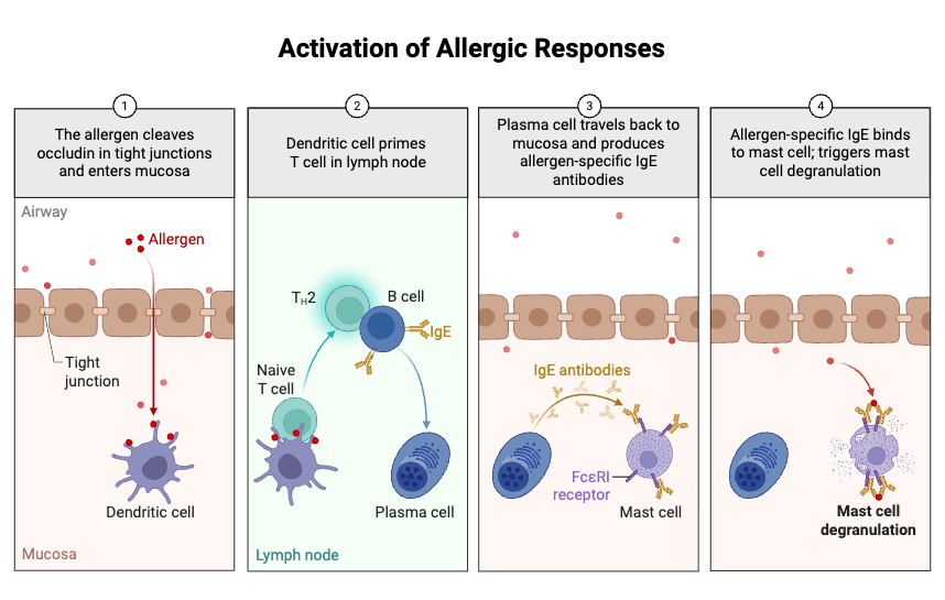 Activation of Allergic Responses