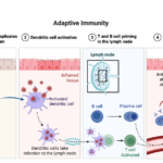 Adaptive (Acquired) Immunity - Definition, Types, Mechanism, Examples 1 Adaptive Immunity