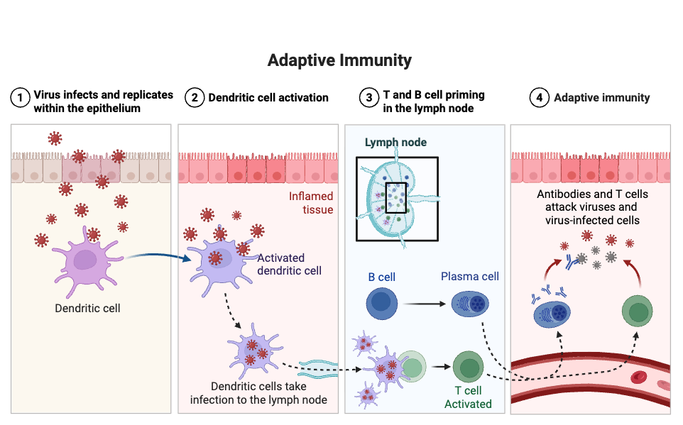 Adaptive Immunity