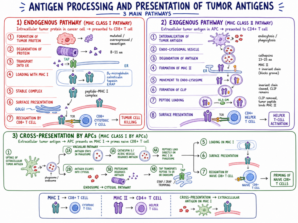 Tumor Antigen - Definition, Characteristics, Types, Mechanism 4 Antigen Processing and Presentation of Tumor Antigens