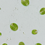 Chlamydomonas Under Microscope