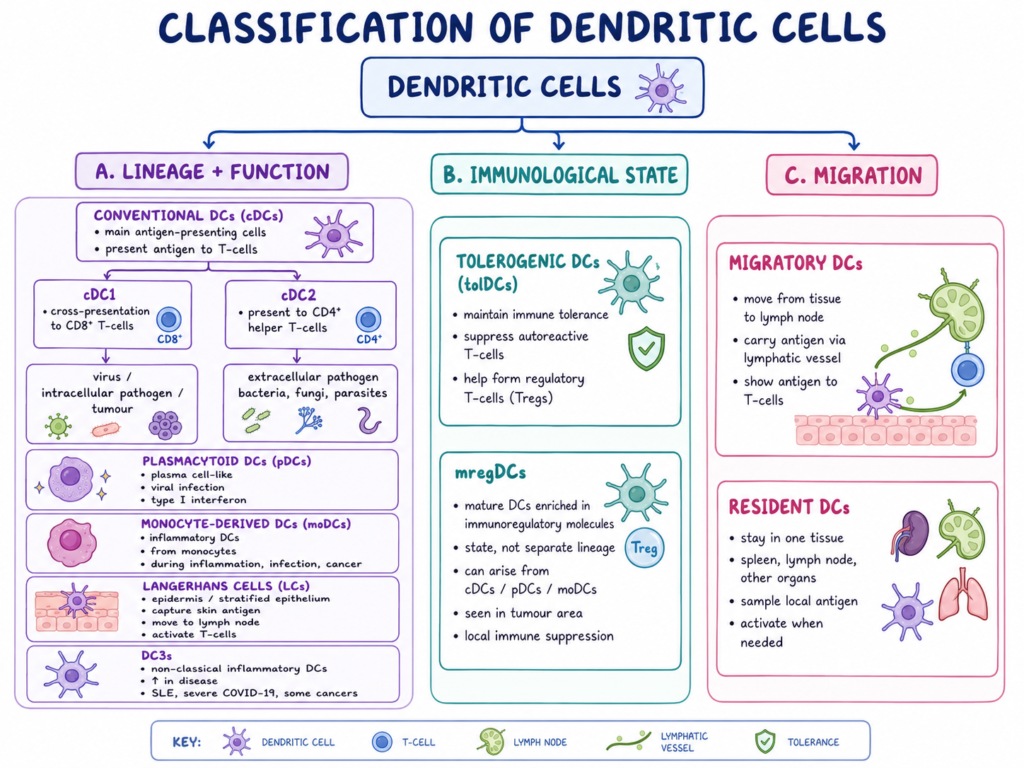 Classification of Dendritic Cells