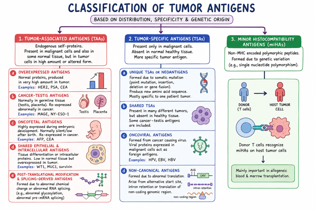 Tumor Antigen - Definition, Characteristics, Types, Mechanism 1 Classification of Tumor Antigens