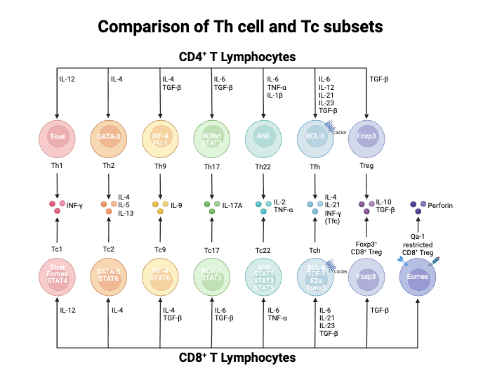 Comparison of Th cell and Tc subsets and its citokines profile