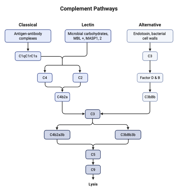 Alternative Pathway - Definition, Components, Steps, Regulation, Functions 1 Complement Pathways