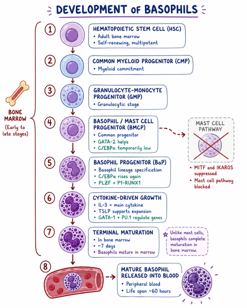 Basophil - Definition, Mechanism, Structure, Functions 3 Development of Basophils