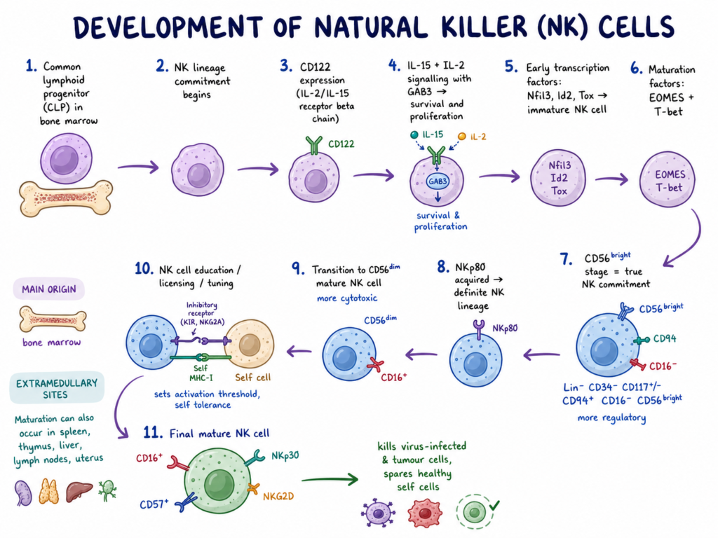 Development process of Natural Killer (NK) Cells