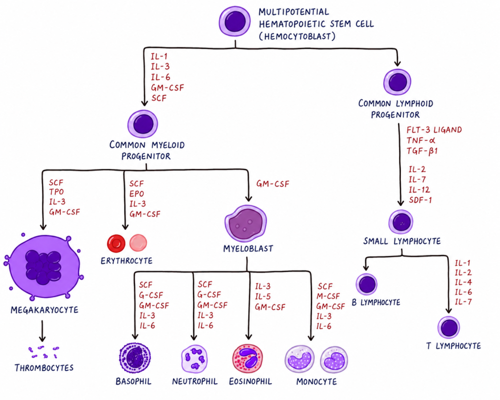 Diagram including some of the important cytokines that determine which type of blood cell will be created