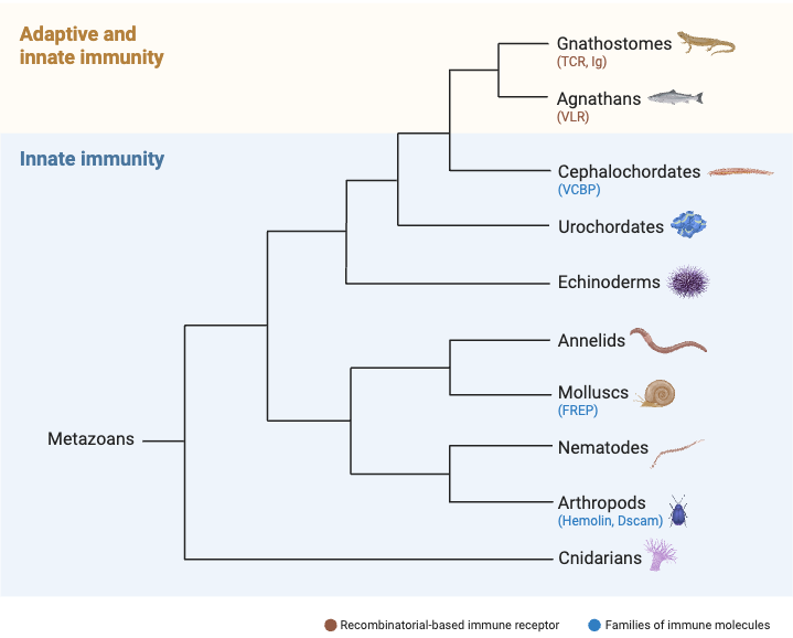 Distribution of the Innate and Adaptive Immune Systems through the Animal Kingdom
