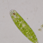 Euglena Under Microscope