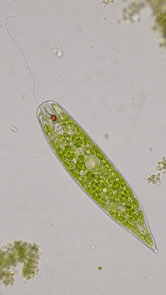 Euglena Under Microscope
