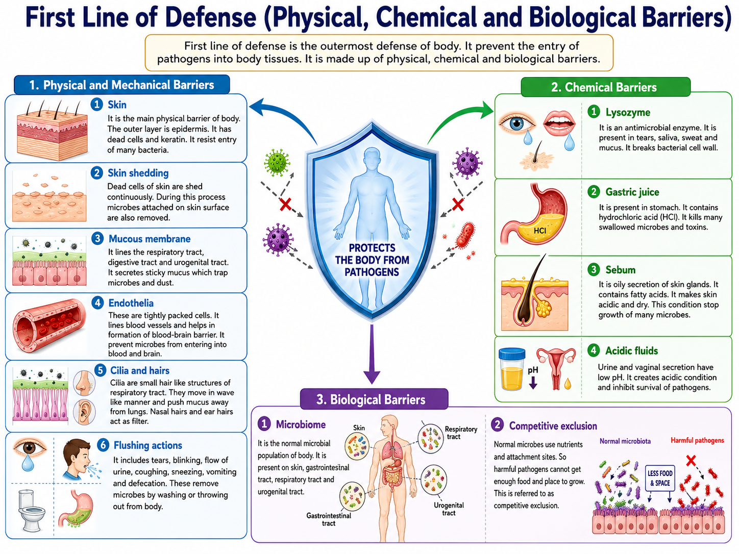 body-lines-of-defense-first-second-and-third-lines-of-defense
