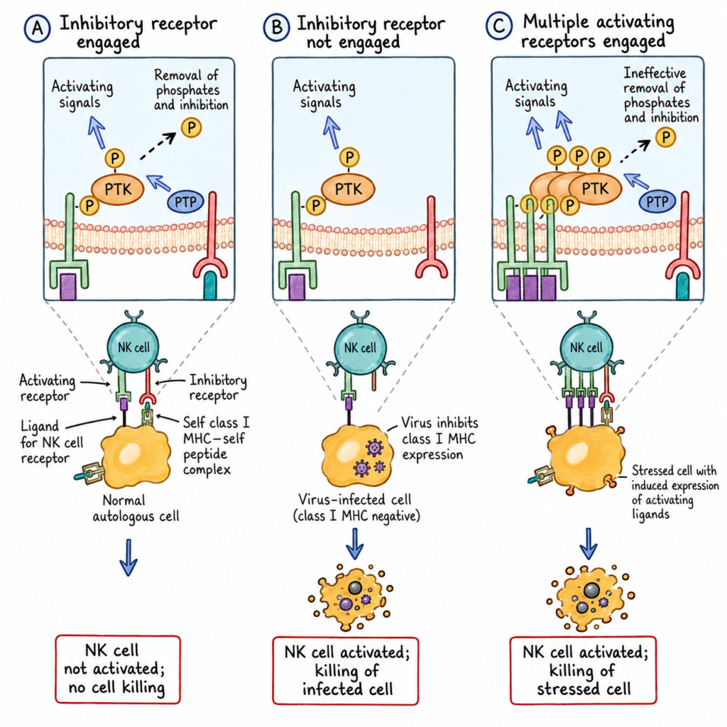 Functions of activating and inhibitory receptors of NK cells – A, NK activating receptors identify ligands on target cells and activate protein tyrosine kinase (PTK), the activity of which is regulated by inhibitory receptors that recognise class I MHC molecules and activate protein tyrosine phosphatases (PTP). NK cells cannot effectively eliminate healthy cells expressing class I MHC. B. If a virus infection or other stress inhibits class I MHC expression on infected cells and induces the expression of additional activating ligands, the NK cell inhibitory receptor is not activated and the activating receptor functions unopposed to trigger NK cell responses, such as killing of target cells and cytokine secretion. C. Cells stressed by infection or neoplastic transformation may express higher levels of activating ligands, which bind NK cell activating receptors and stimulate more tyrosine phosphorylation than can be eliminated by inhibitory receptor related phosphatases, leading in cell death. The structural characteristics and ligands of inhibiting and activating NK cell receptors.