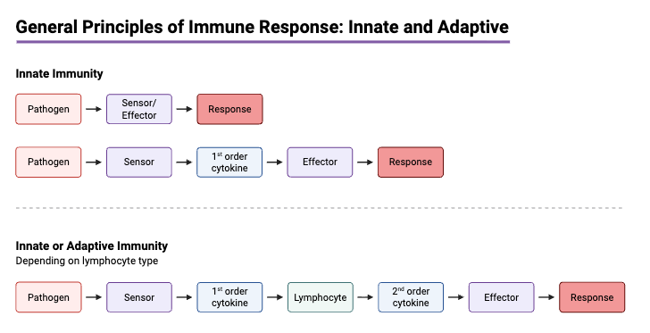 General Principles of Immune Response_ Innate and Adaptive
