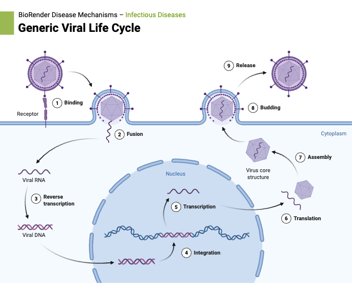 Generic Viral Life Cycle
