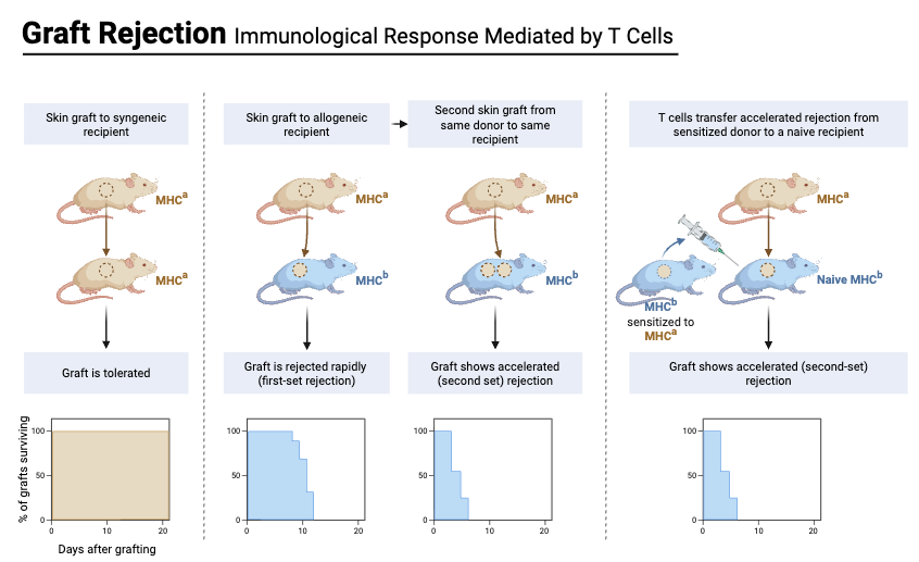 Graft Rejection Immunological Response Mediated by T Cells