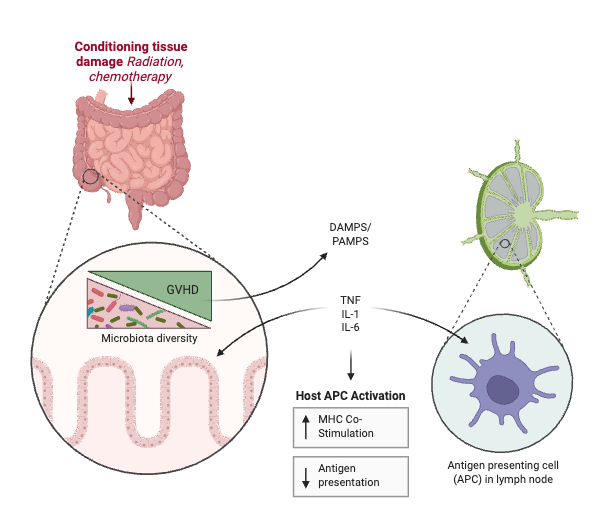 Graft versus Host Disease (GVHD)
