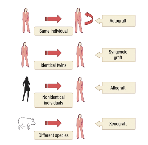 Grafts in transplantation