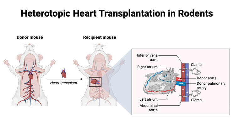 Heterotopic Heart Transplantation in Rodents