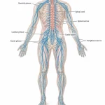 Full-body human nervous system showing the brain, spinal cord, cranial nerves, spinal nerves and peripheral nerve branches.