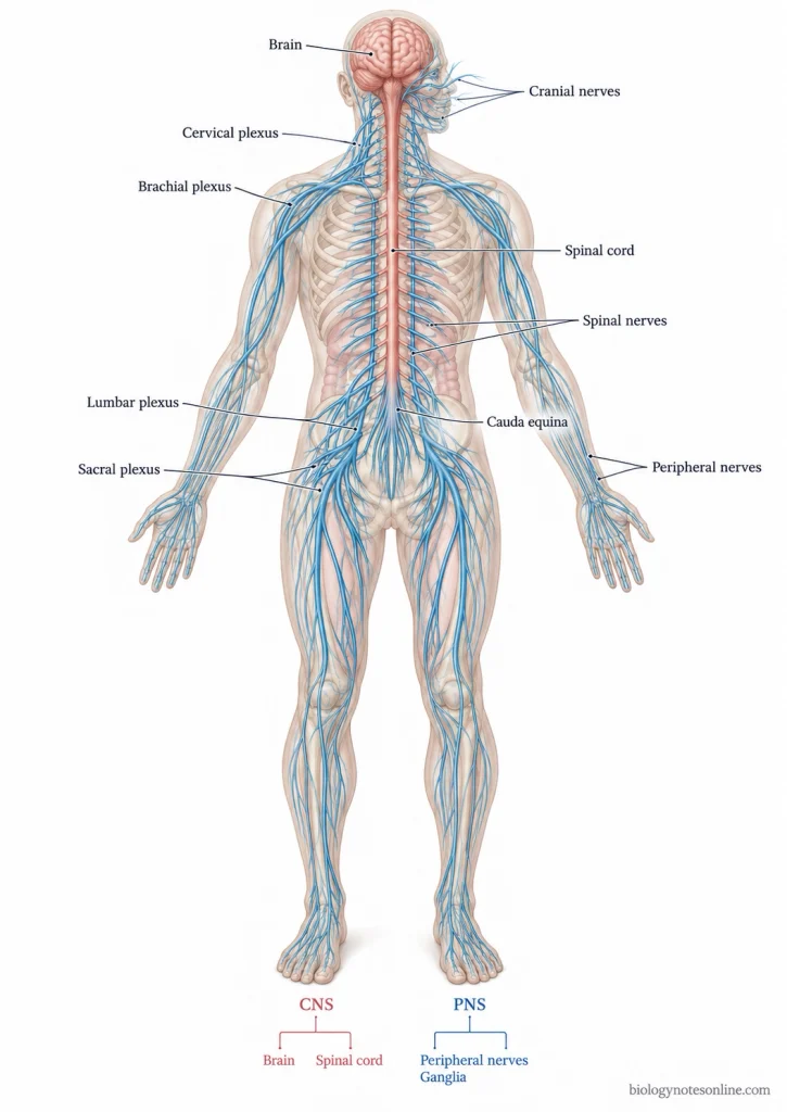 Full-body human nervous system showing the brain, spinal cord, cranial nerves, spinal nerves and peripheral nerve branches.