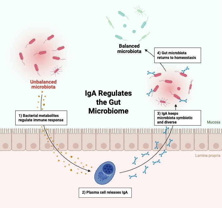 IgA Role in Maintaining Colonic Homeostasis