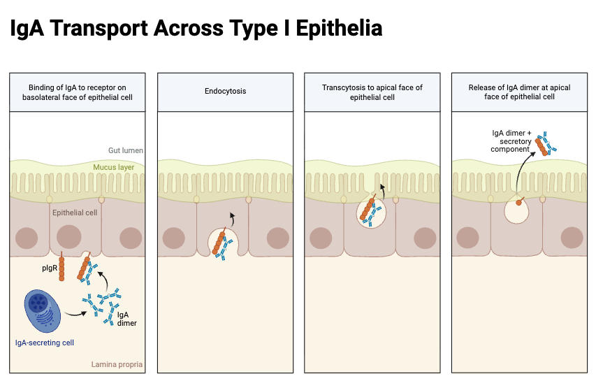 IgA Transport Across Type I Epithelia