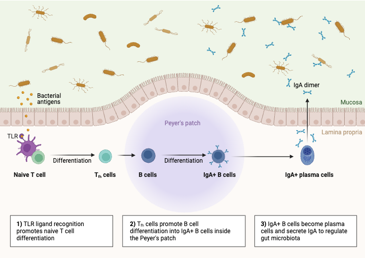 IgA-mediated Gut Microbiota Regulation