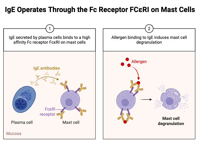 IgE Operates Through the Fc Receptor FCεRI on Mast Cells