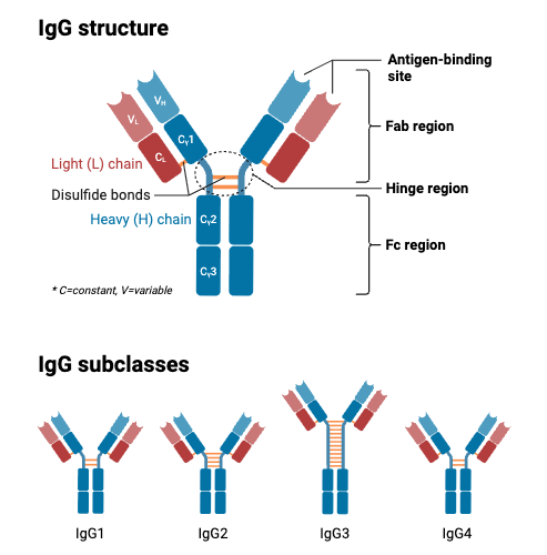 Immunoglobulin G (IgG Antibody)- Definition, Structure, Subclasses, Functions 3 IgG Structure and Subclasses