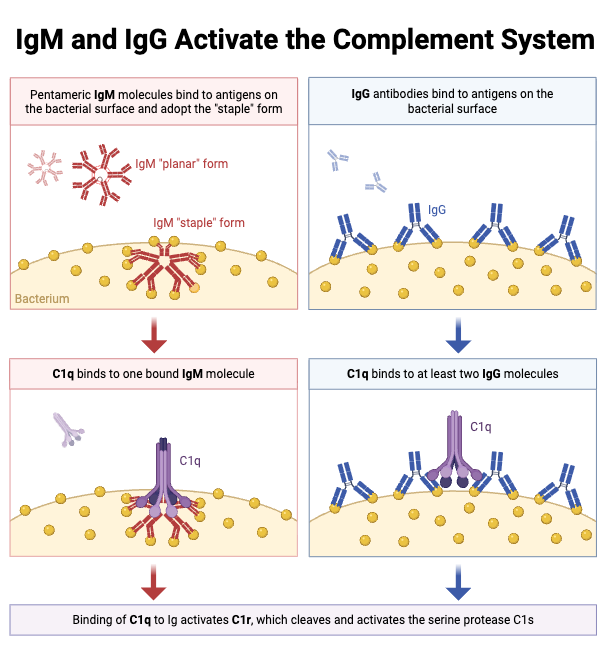 IgM and IgG Activate the Complement System