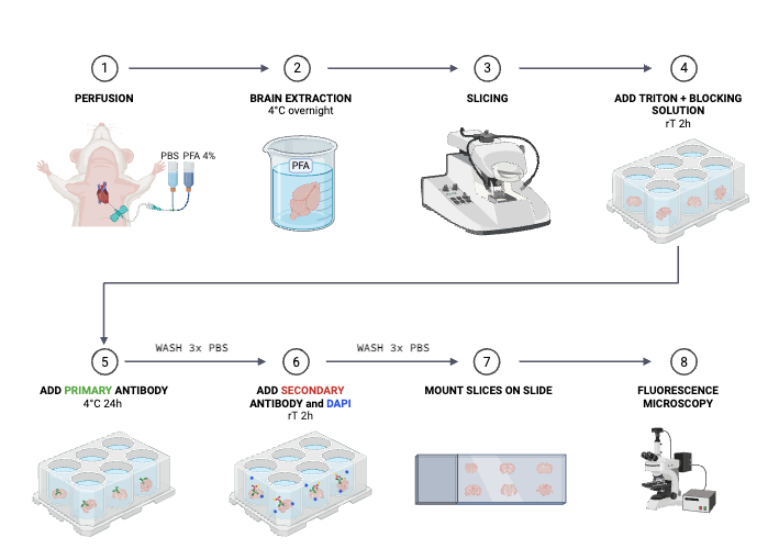 Immunofluorescence Protocol - Mouse Brain Tissue