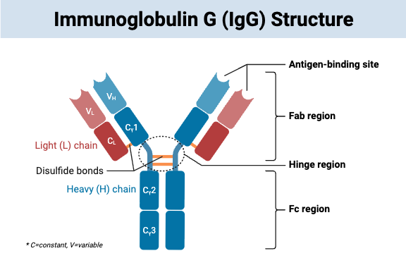 Immunoglobulin G (IgG Antibody)- Definition, Structure, Subclasses, Functions 2 Immunoglobulin G (IgG) Structure