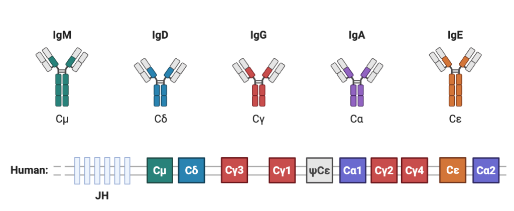 Immunoglobulin Variations