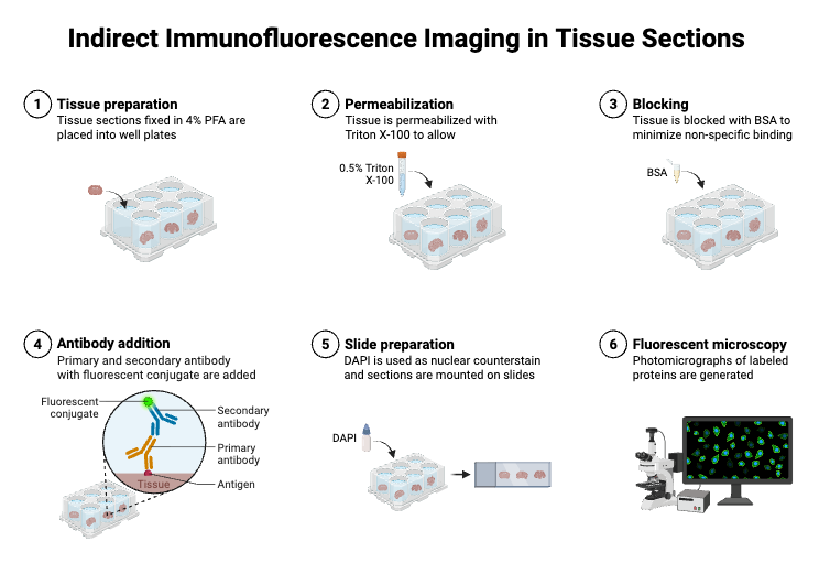 Indirect Immunofluorescence Imaging in Tissue Sections