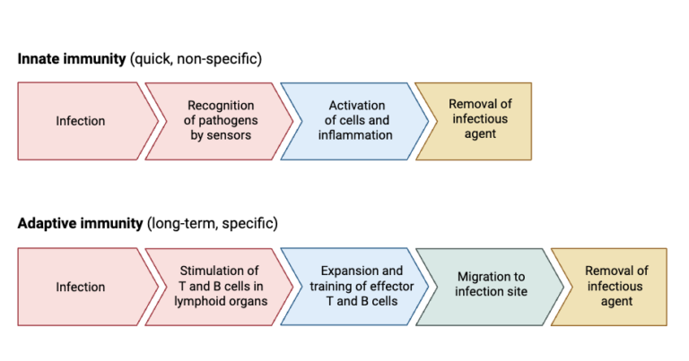 Define Innate Innate Immunity - Definition, Types, Mechanism, Functions