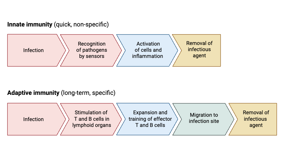 Innate and Adaptive Immunity